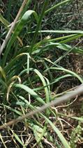 yellow onion